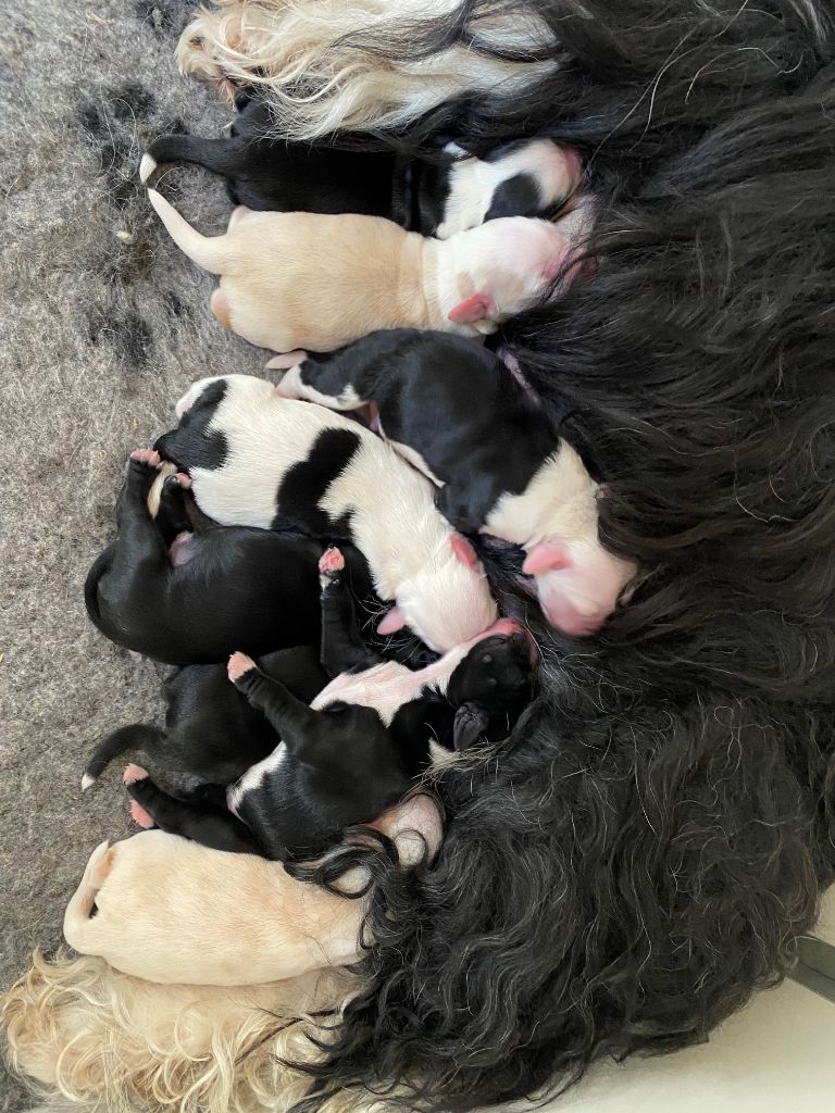 Chiot Terrier Tibetain sun kosi