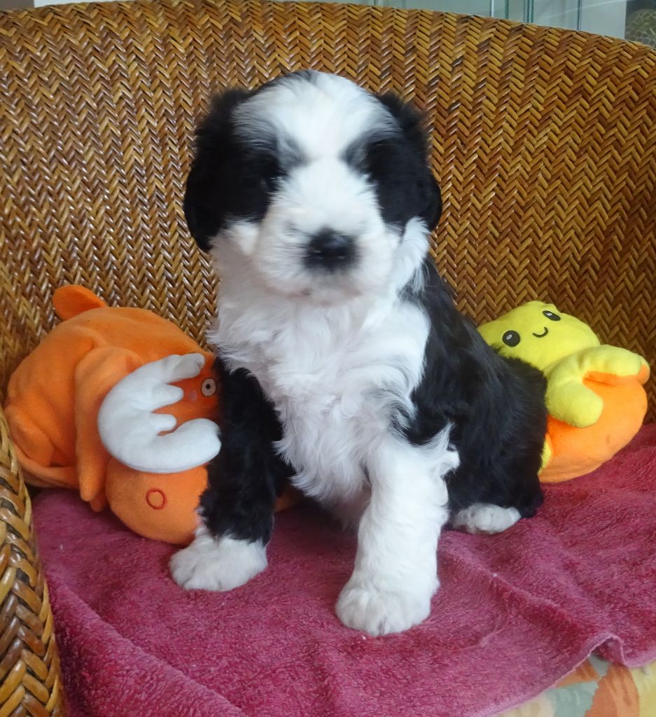 sun kosi - Chiots disponibles - Terrier Tibetain
